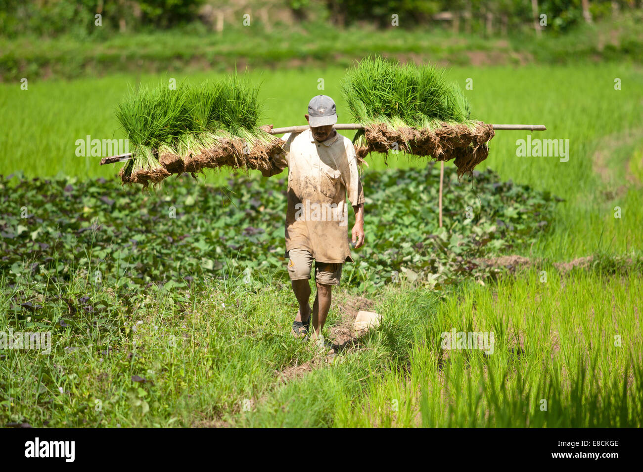 Homme portant les plants de riz de la rizière Banque D'Images
