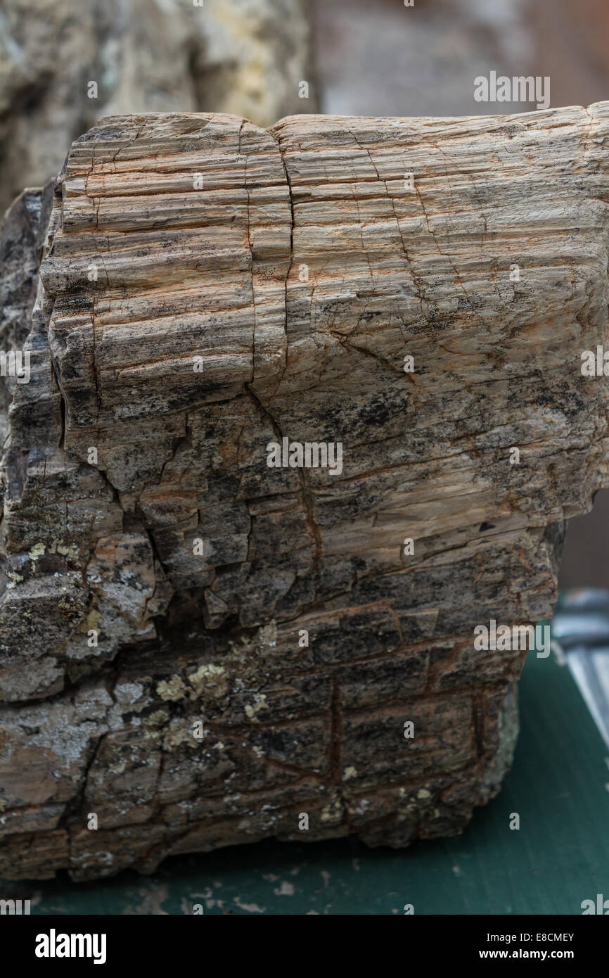 Le bois pétrifié trouvé dans une forêt, dans le Dakota du Sud Banque D'Images