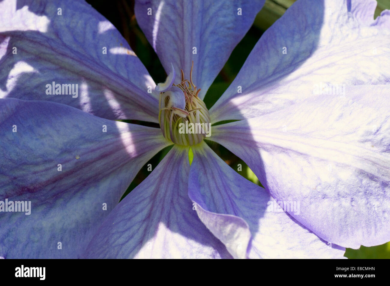 Bleu lilas pâle clematis flower Banque D'Images