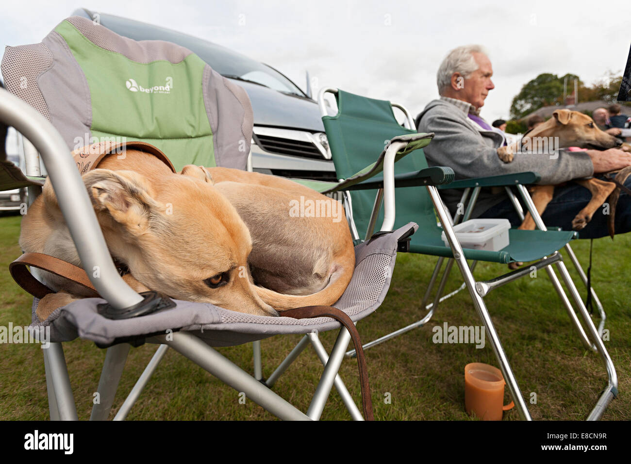 South Wingfield, Derbyshire, Royaume-Uni. 5e octobre 2014. Au Ringside Derbyshire lurchers et Longdogs Championnat d'automne. Les concurrents passent l'été dans le cadre de la saison de spectacles Lurcher montre à travers le Royaume-Uni afin de se qualifier pour les championnats du spectacle. Lurchers et Terriers sont jugés non seulement sur la santé et la conformation mais aussi sur la question de savoir si elles sont ou non aptes à l'emploi comme chiens de travail. Credit : penny fillingham/Alamy Live News Banque D'Images