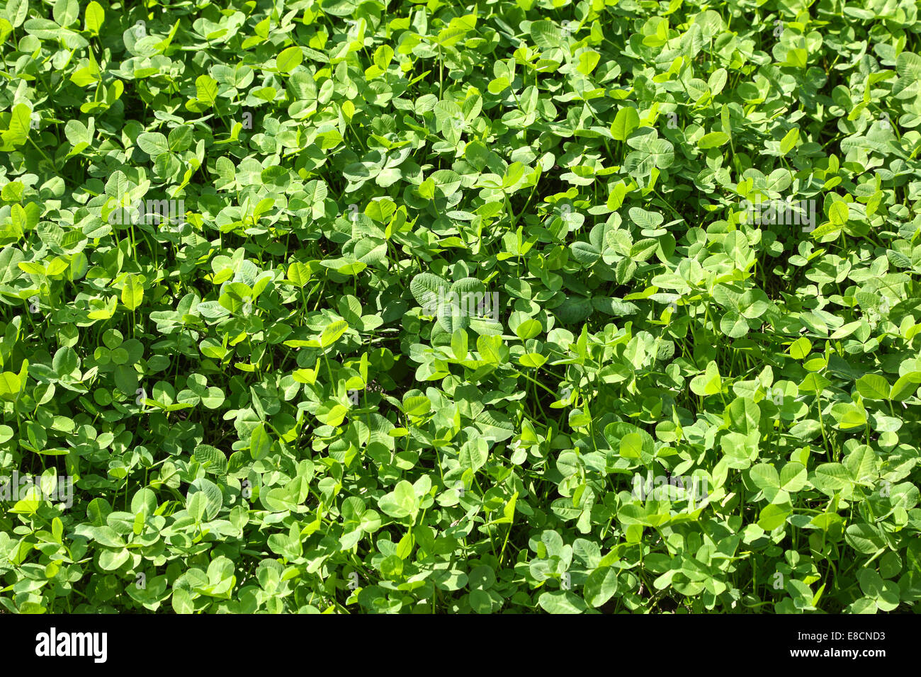 Trèfle vert sur la pelouse, l'image horizontale Banque D'Images