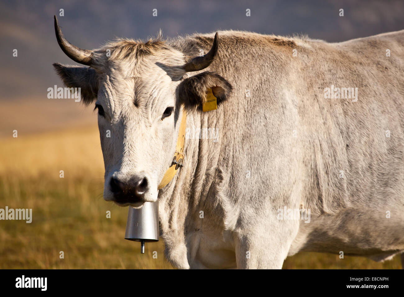 Vache à lait blanc donnant sur belle vista sur prairie dans l'Appennins Banque D'Images