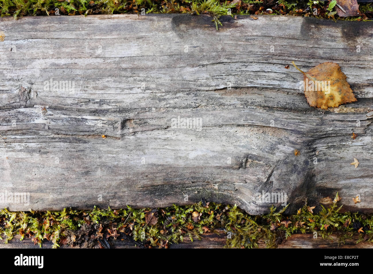 Planche en bois patiné, avec une feuille jaune d'automne et d'une mousse verte Banque D'Images