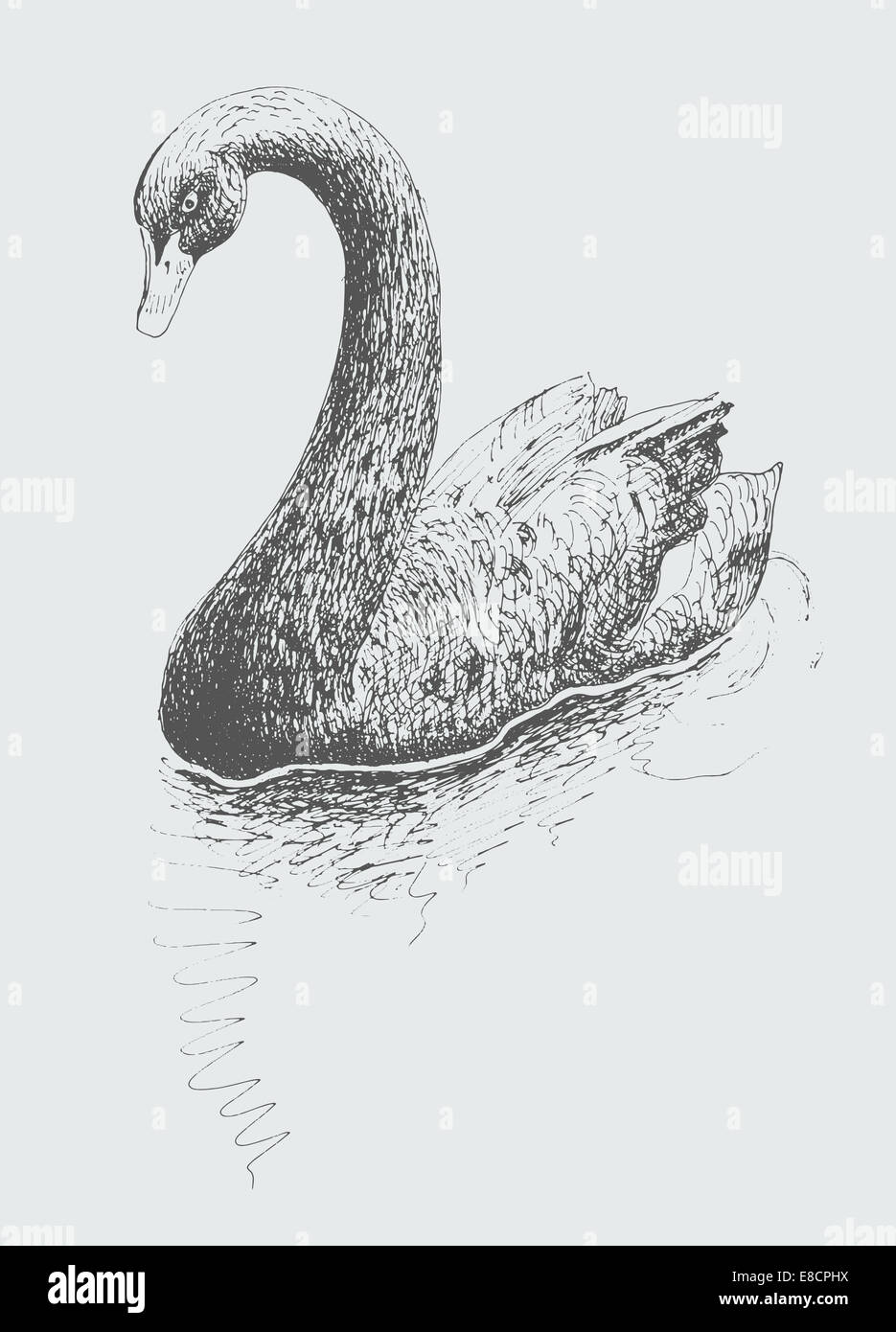 Artwork Black Swan Cygnus atratus, esquisse Banque D'Images