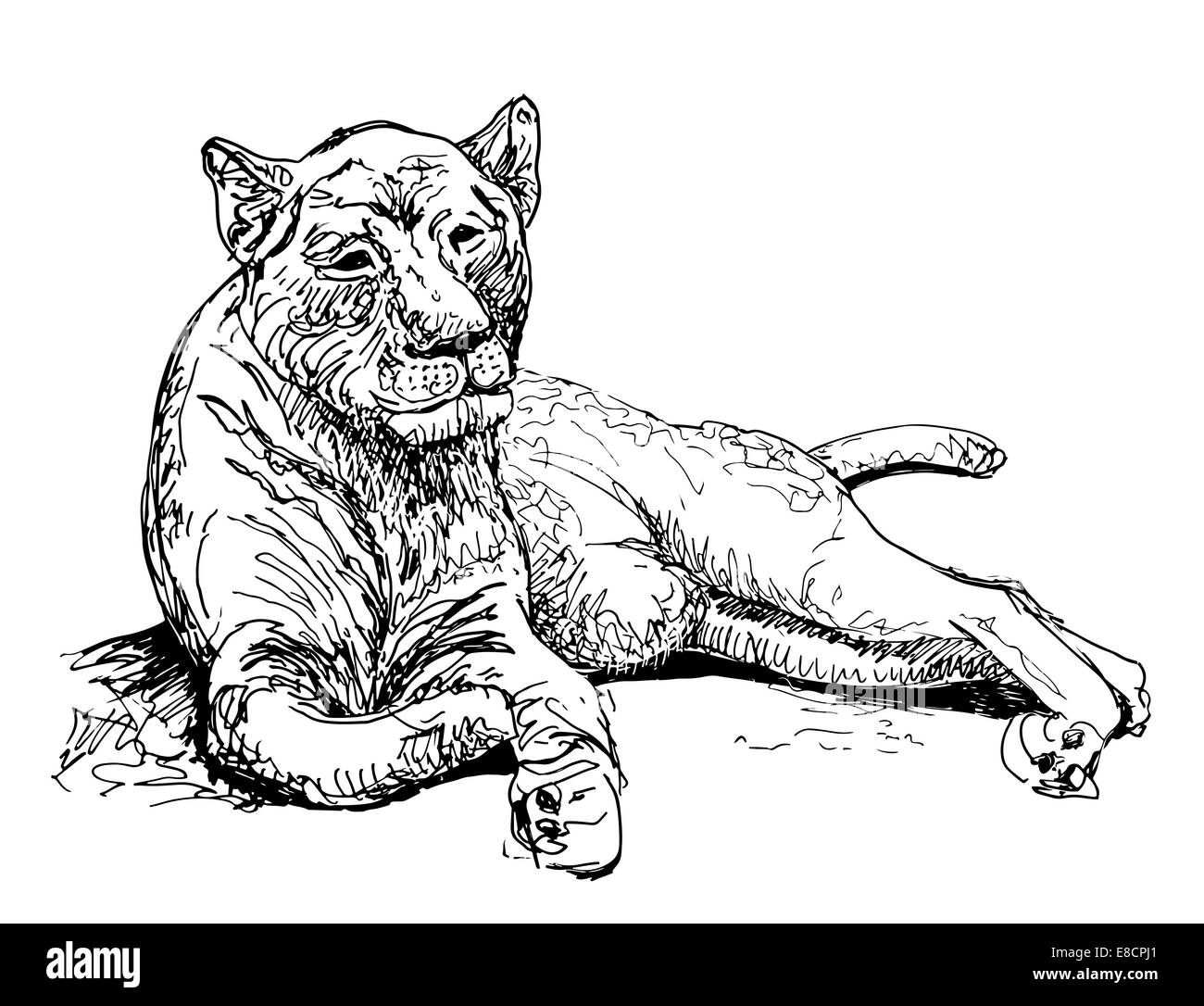 Dessin original ancien lionne, noir animal esquisse Banque D'Images