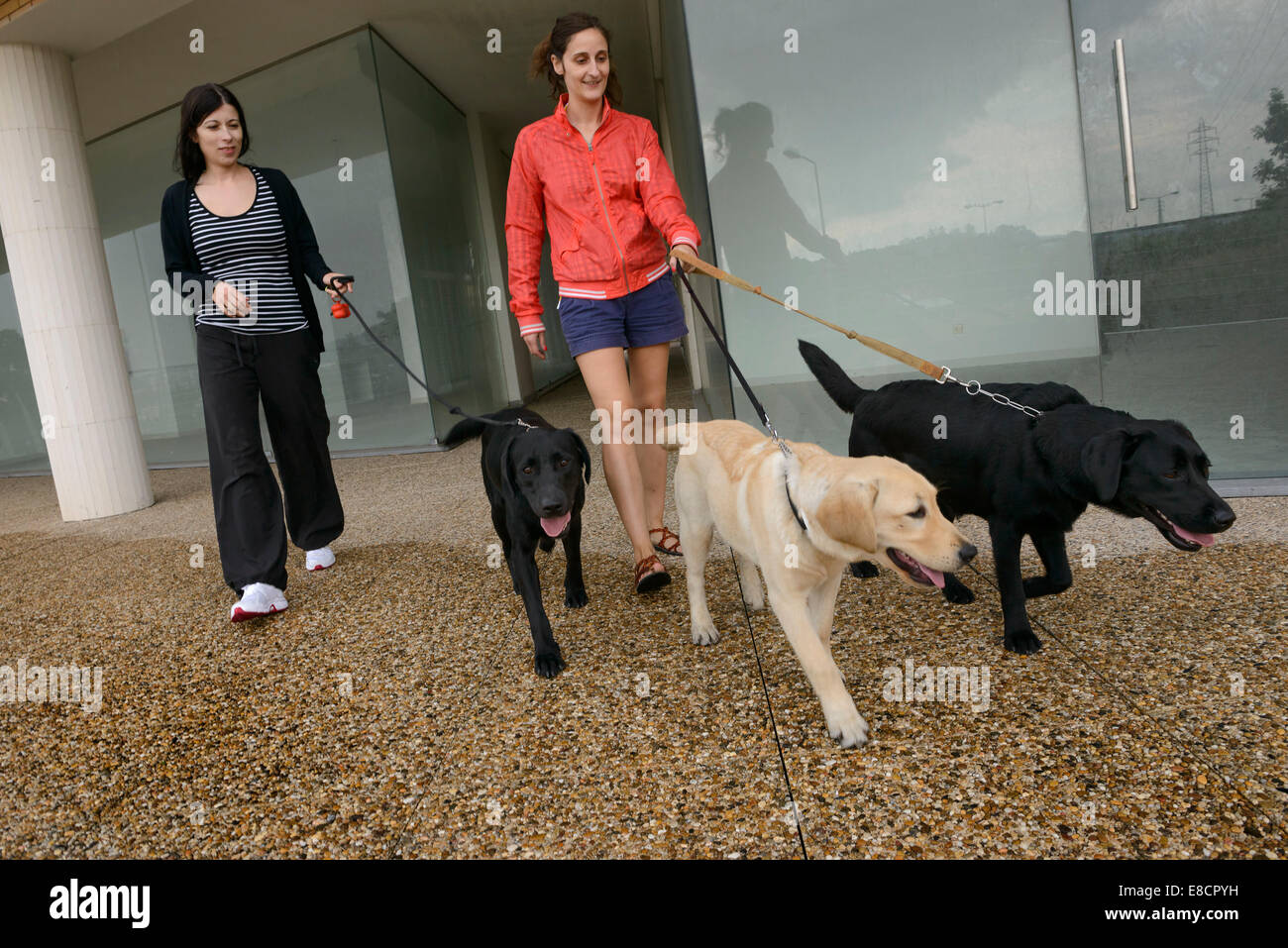 Deux femmes marchant trois chiens labrador retriever Banque D'Images