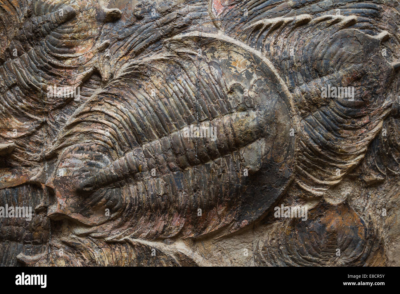 Close up d'un Fossile de trilobite bien conservé Banque D'Images