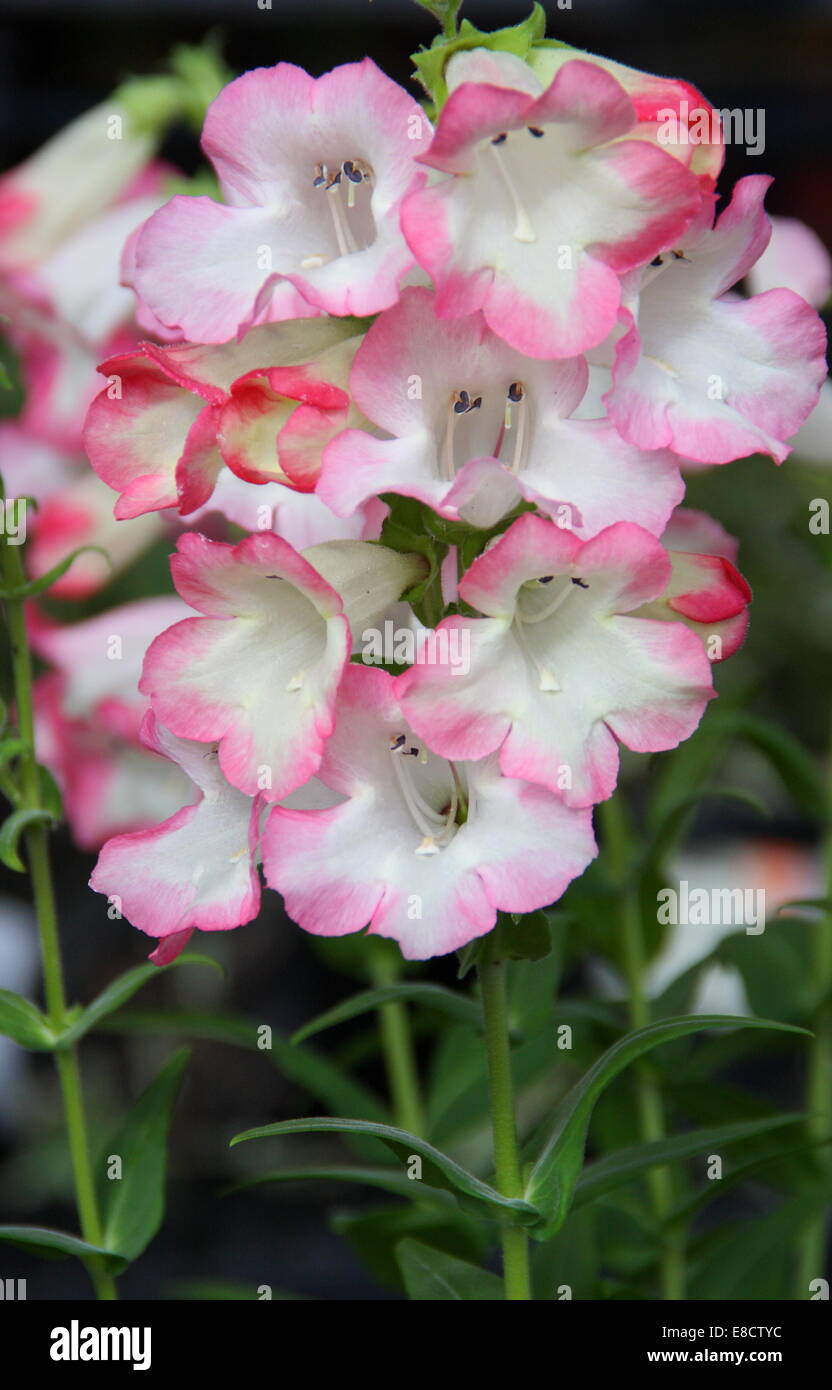 Penstemon 'Phoenix' rose en fleur, England, UK - la fin de l'été Banque D'Images