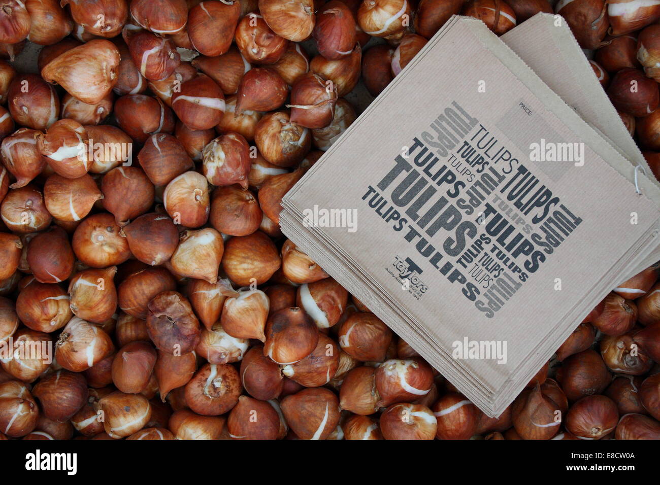 Ampoules tulipes à vendre, ampoules de la tulipe à tige courte Kaufmanniana Johann Strauss à vendre dans un centre de jardin, Angleterre, Royaume-Uni. Banque D'Images