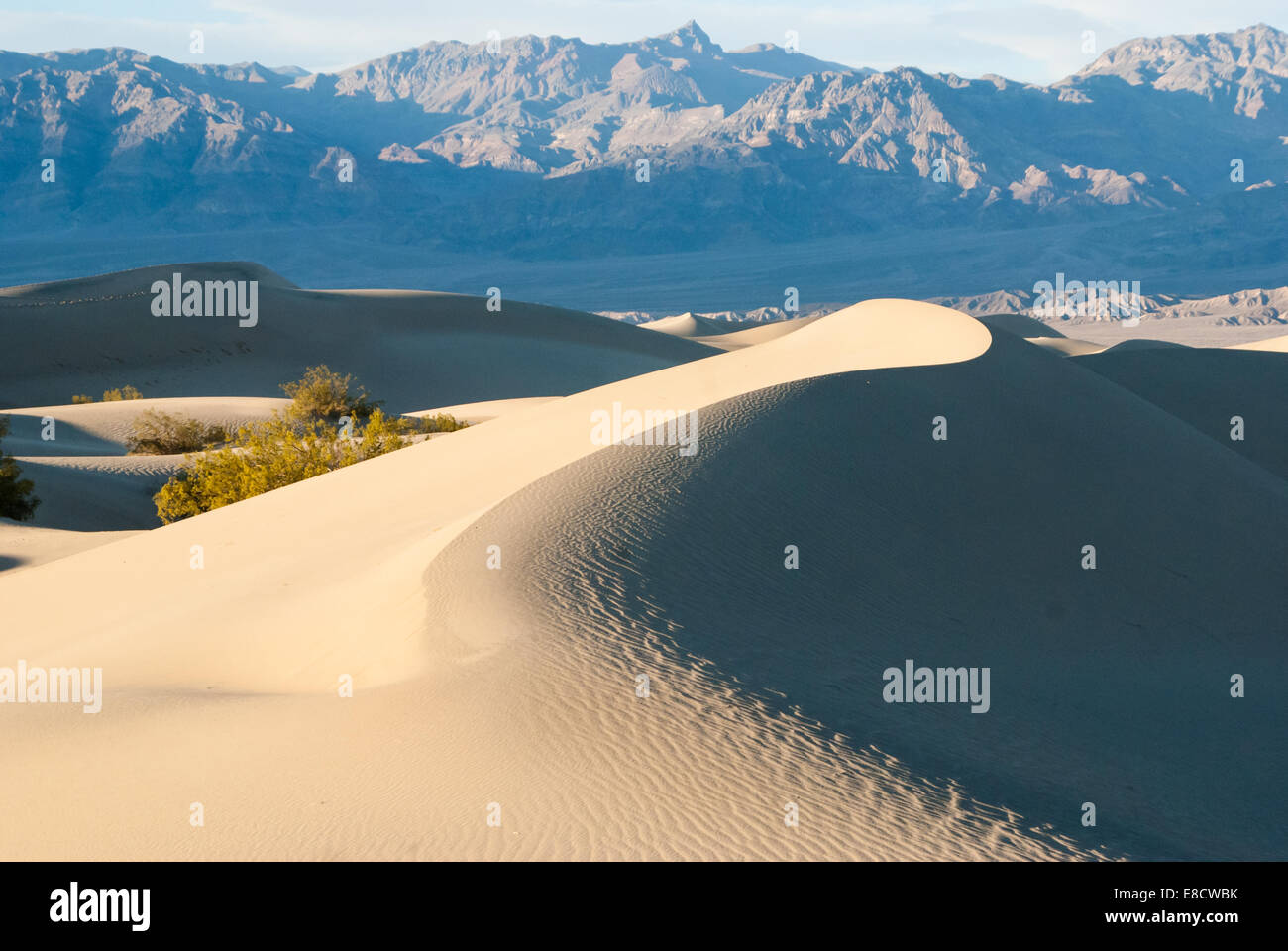 Dunes de courbe à Stovepipe Wells de mesquite valley Banque D'Images