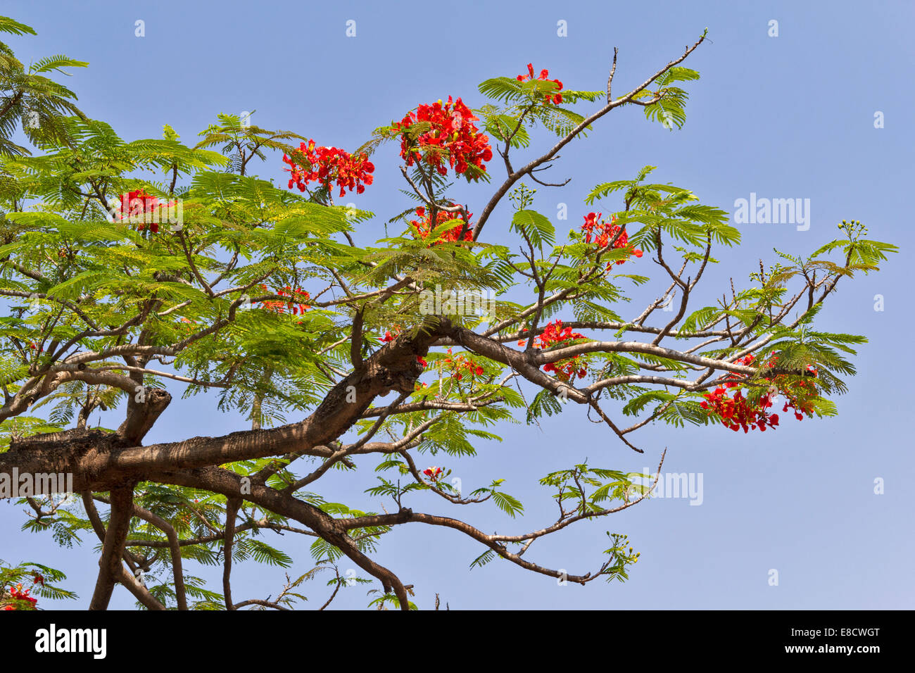 Les fleurs rouges de l'arbre flamboyant [Delonix regia ] EN INDE Banque D'Images