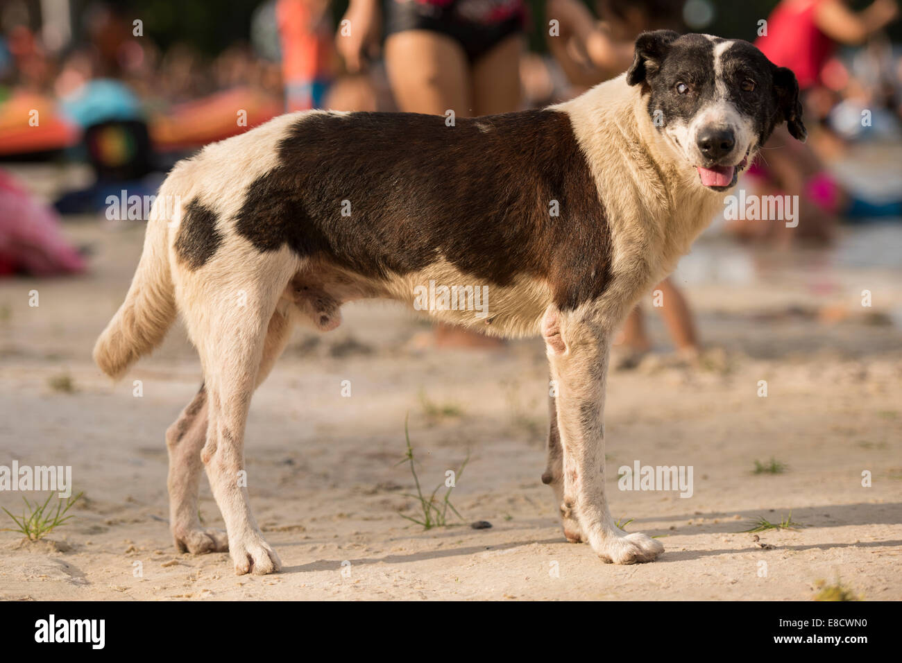 Chien errant sur la plage Banque D'Images Chien errant sur la plage Banque D'Images
