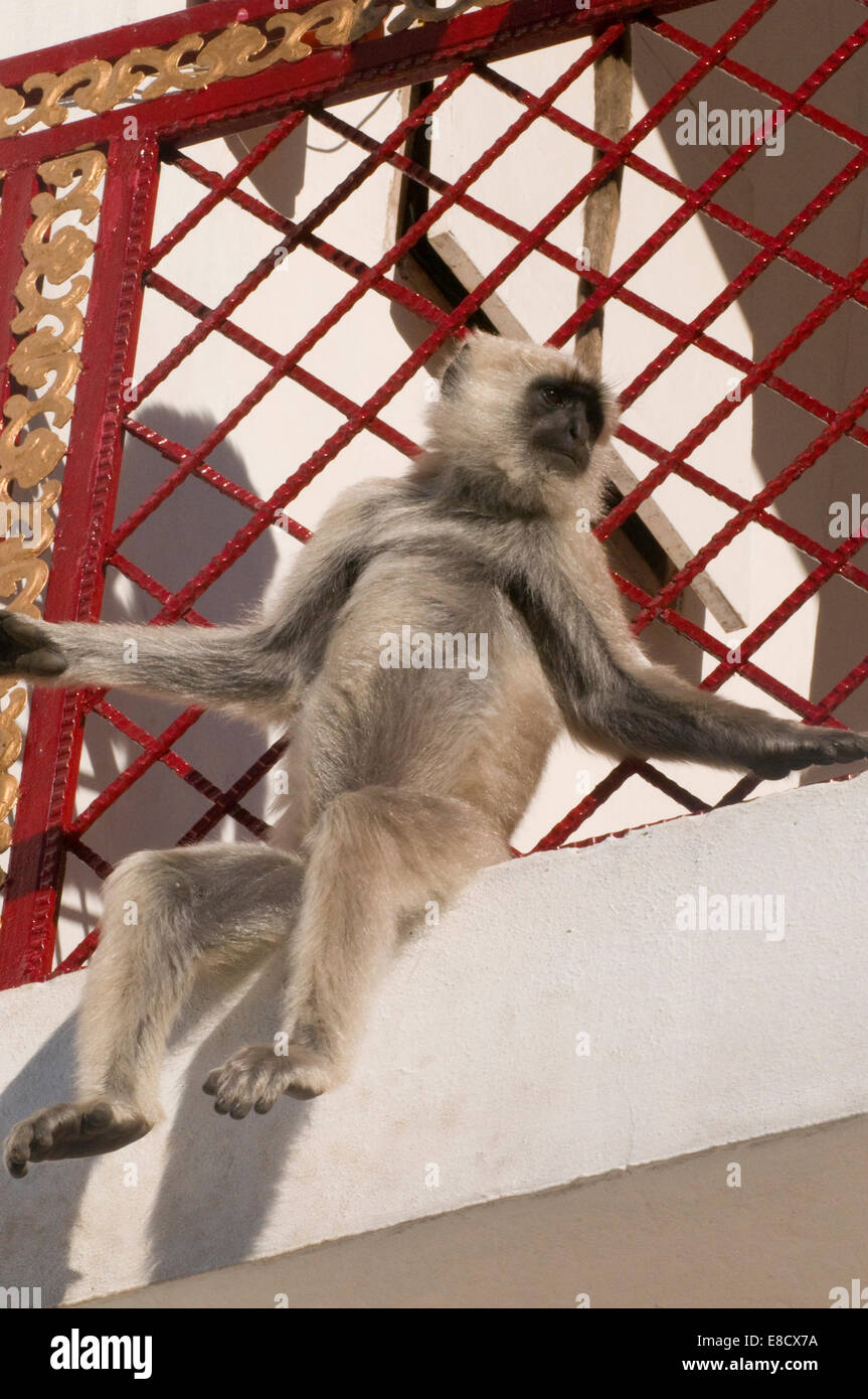 Singe Langur indiennes face noir assis sur un balcon de l'hôtel. Langurs gris ou langurs Hanuman, la plus répandue de l'Asie langurs S Banque D'Images