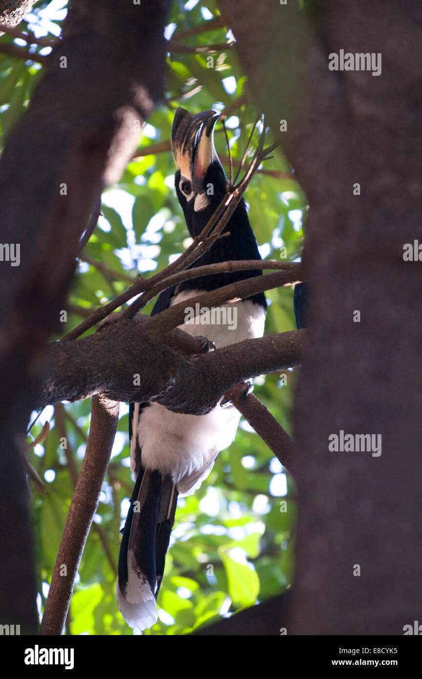 Les Toucans sont membres de la famille des Corvidés près de passereaux de la Région néotropicale. Toucan indien Rishikesh Banque D'Images