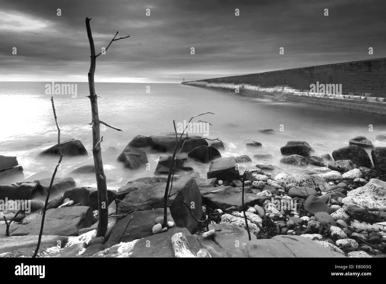 Conversion en noir et blanc de tôt le matin à Tynemouth avec des installation de bois flotté Banque D'Images