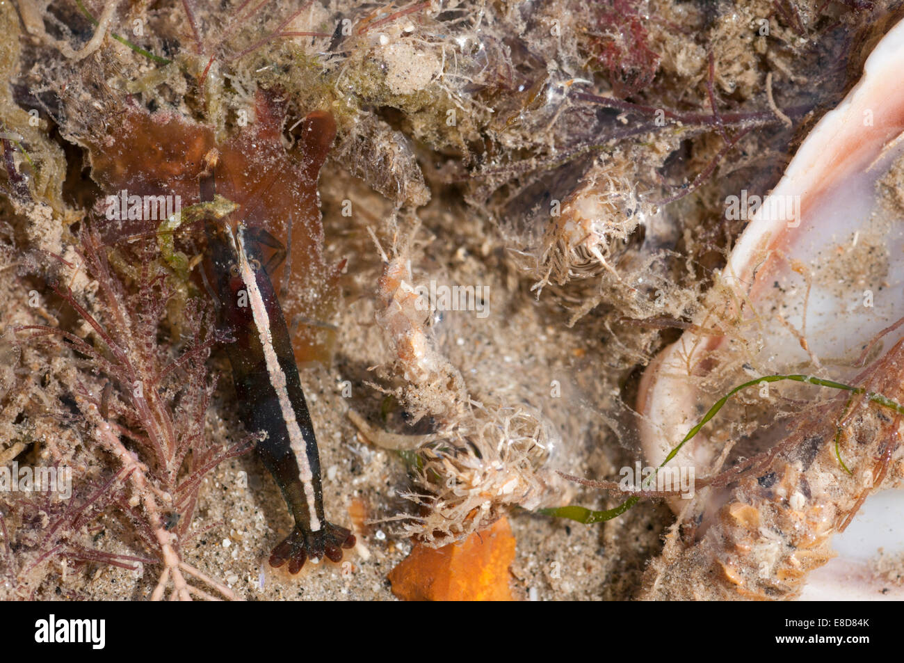 White-Stripped rock crevettes dans une piscine à l'écart de la vache, Eastbourne, East Sussex Banque D'Images