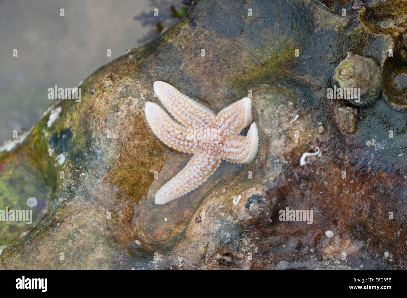 Les petites étoiles de mer sur les rochers à Hope Gap, Jalhay, East Sussex Banque D'Images