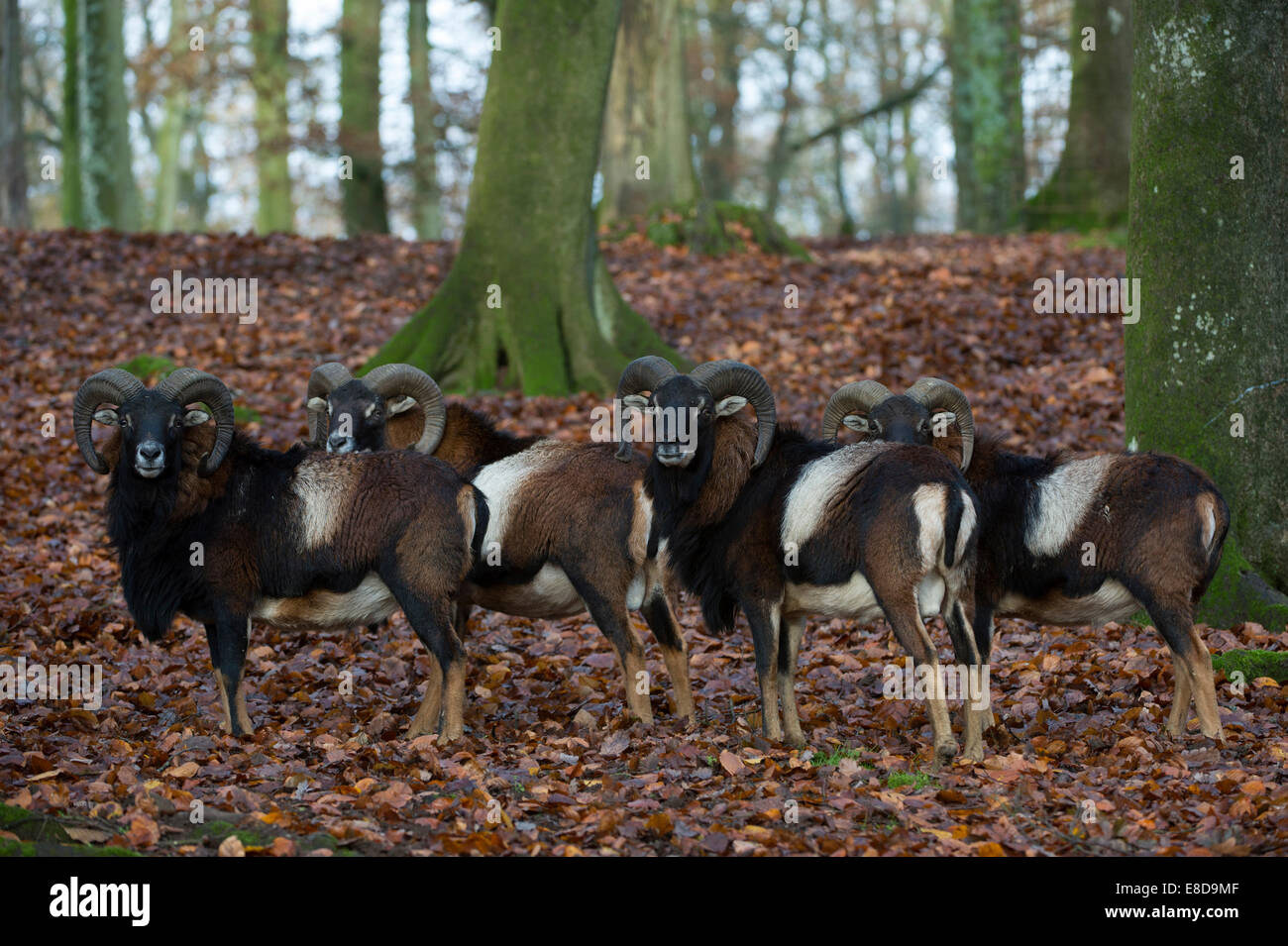 Mouflons Mouflons ou européen (Ovis orientalis musimon), Rhénanie-Palatinat, Allemagne Banque D'Images