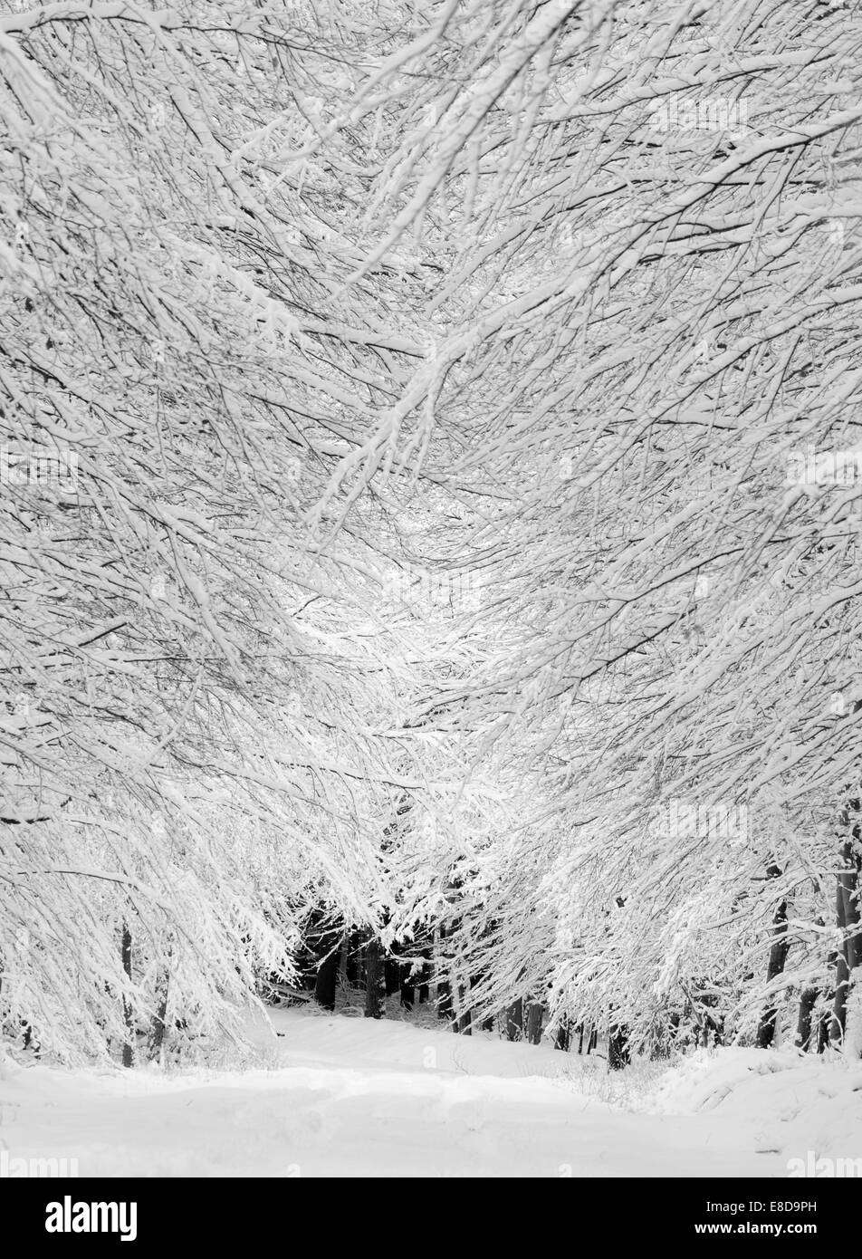 Couverte de neige d'hiver forêt de hêtres le long d'une piste couverte de neige, Parc National de Jasmund, Rügen, Mecklembourg-Poméranie-Occidentale Banque D'Images