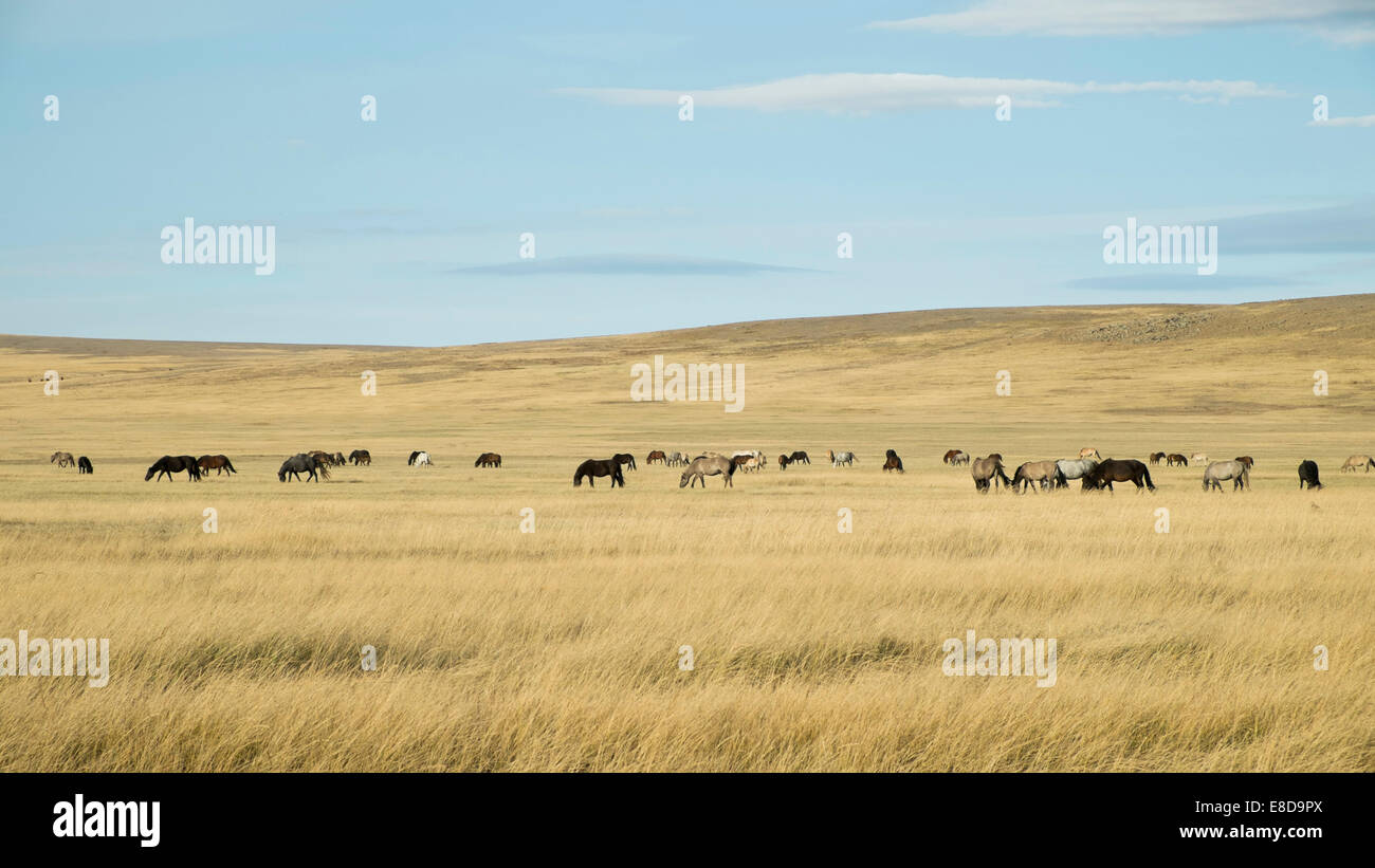 Troupeau de chevaux dans la steppe, paysage, la Mongolie Aimag Khövsgöl Banque D'Images