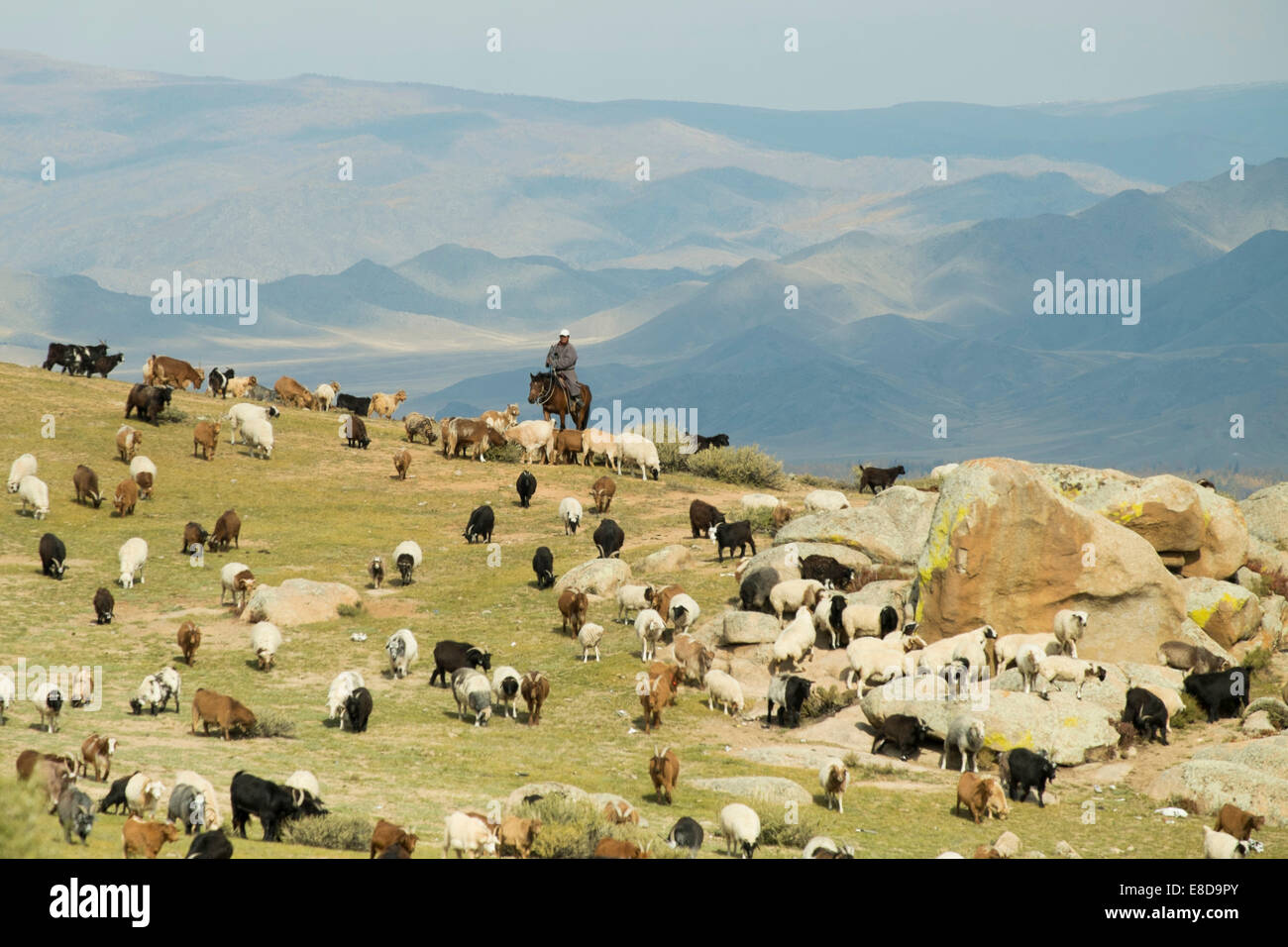 Nomad avec un troupeau de moutons, Khövsgöl Aimag, Mongolie Banque D'Images