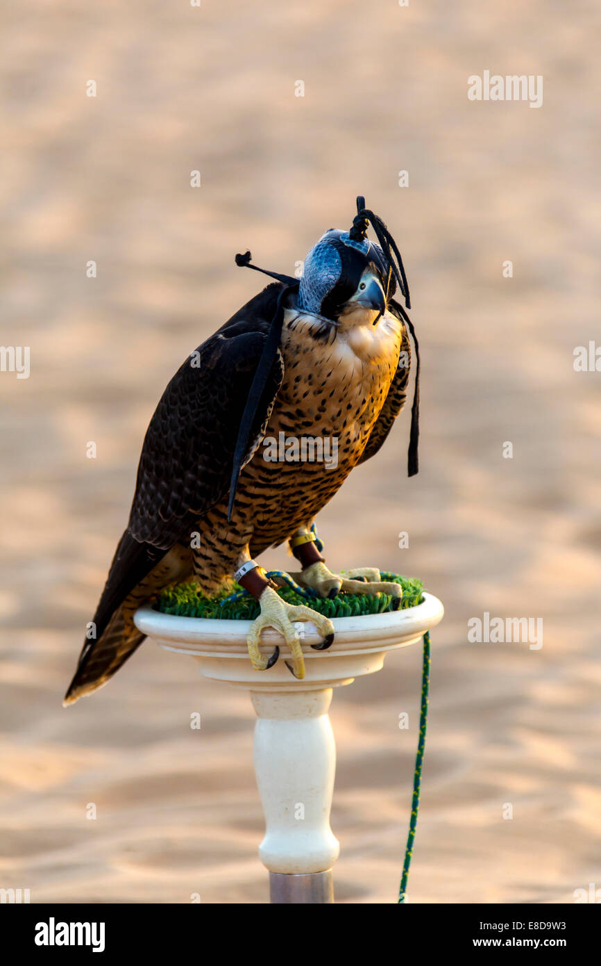 Le Faucon gerfaut (Falco rusticolus), chasse oiseau avec capot, désert, Dubaï, Émirats arabes unis, en Asie Banque D'Images