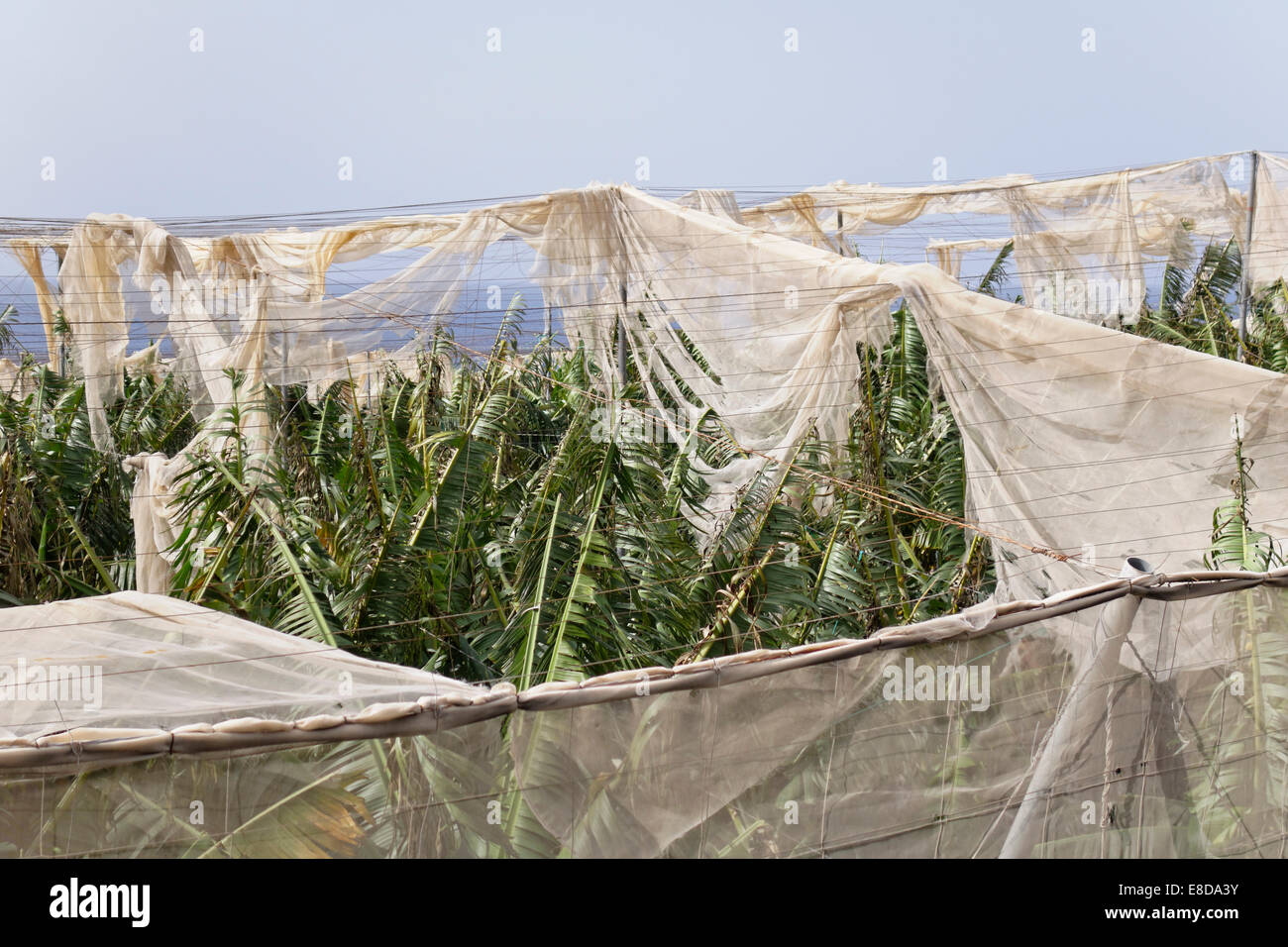 Les plantations de banane déchiquetés par le vent à Puerto Naos, La Palma, Canary Islands, Spain Banque D'Images