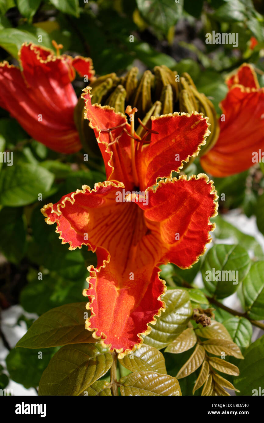 (Spathodea campanulata arbre fontaine), Bloom, La Palma, Canary Islands, Spain Banque D'Images