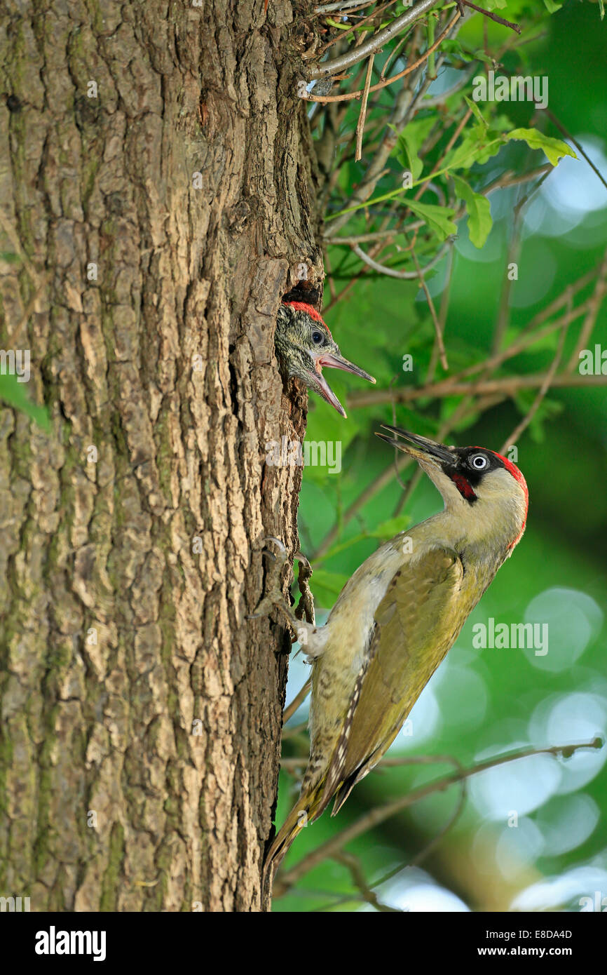 Pic Vert Européen (Picus viridis) nourrir les jeunes au nid dans le trou d'arbre, Allemagne Banque D'Images