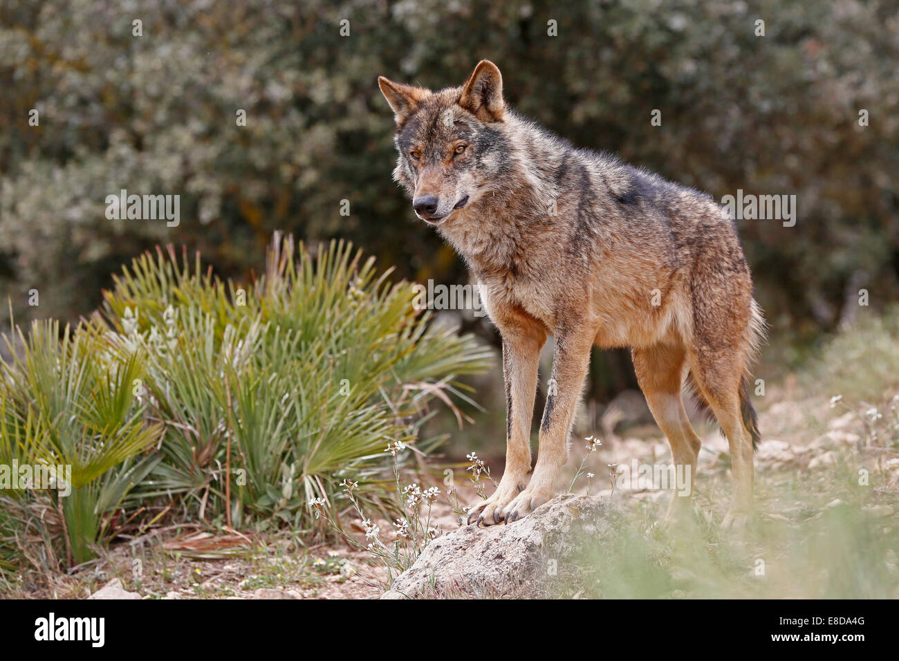 Loup espagne Banque de photographies et d’images à haute résolution Alamy