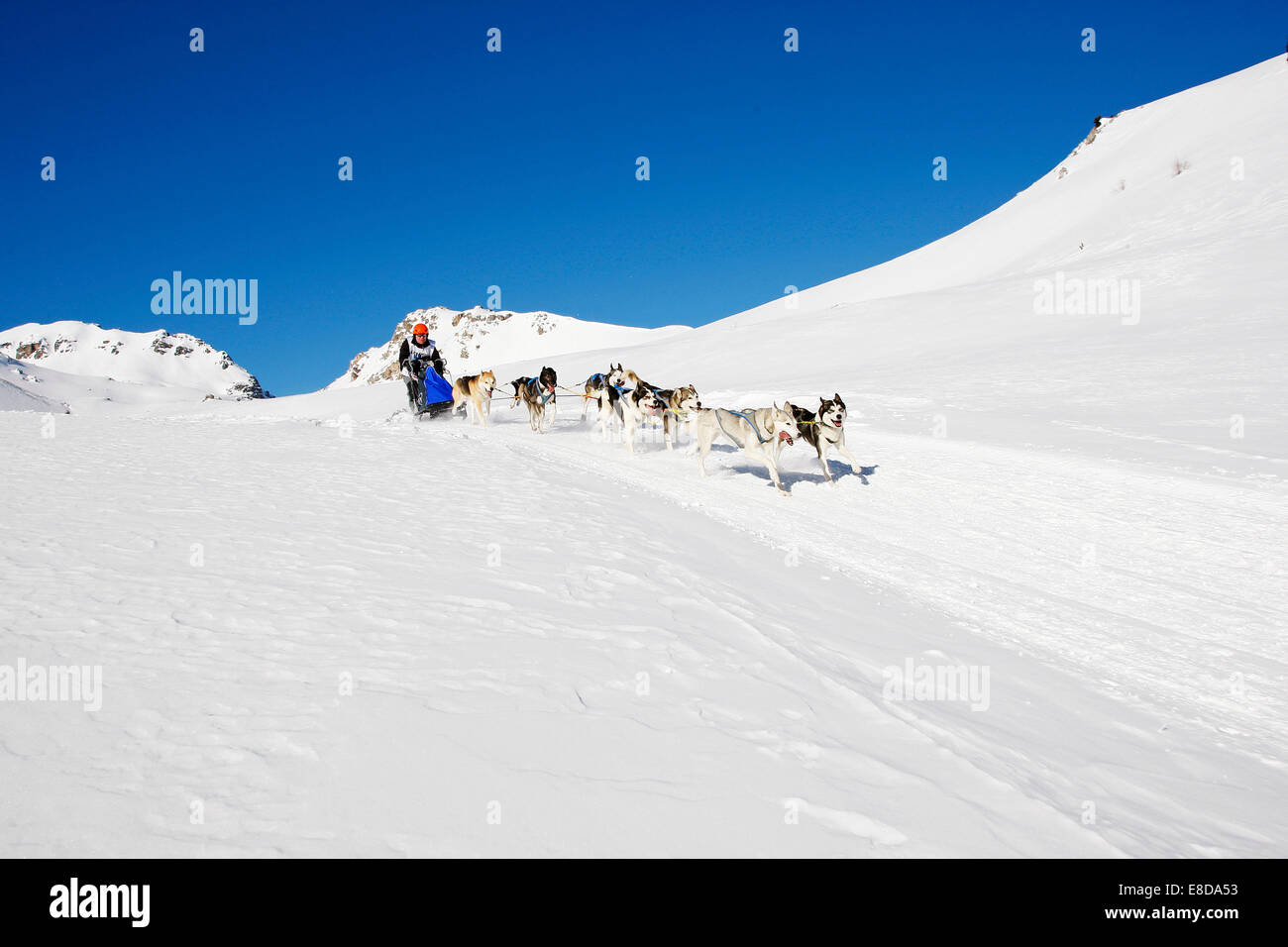 Sentier alpin Sled Dog Race 2012, les Huskies, au-dessus de Lü, Val Müstair, Engadine, Suisse Banque D'Images