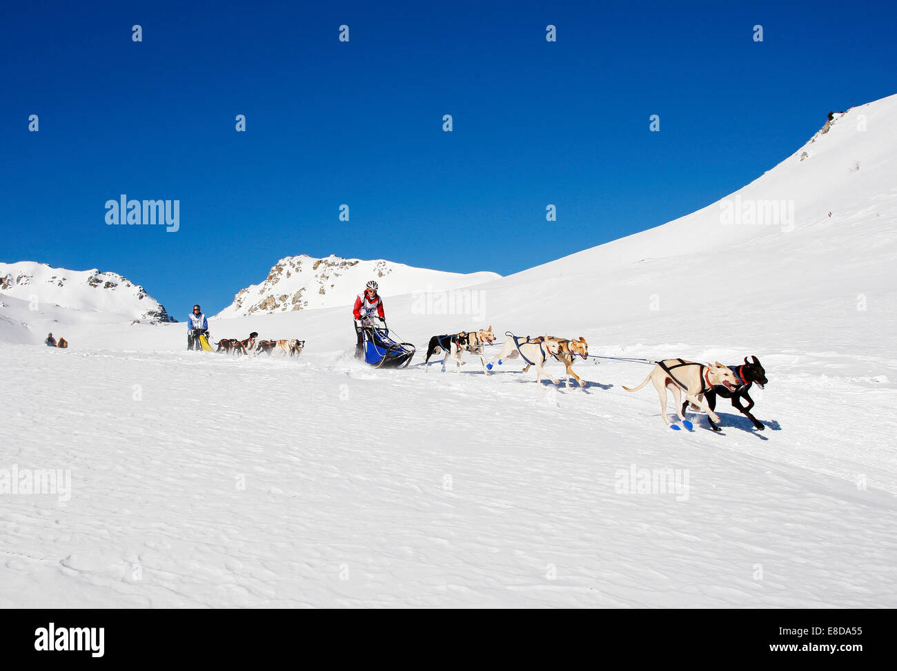 Sentier alpin 2012 Course de chiens de traîneau, Eurohounds, au-dessus de Lü, Val Müstair, Engadine, Suisse Banque D'Images