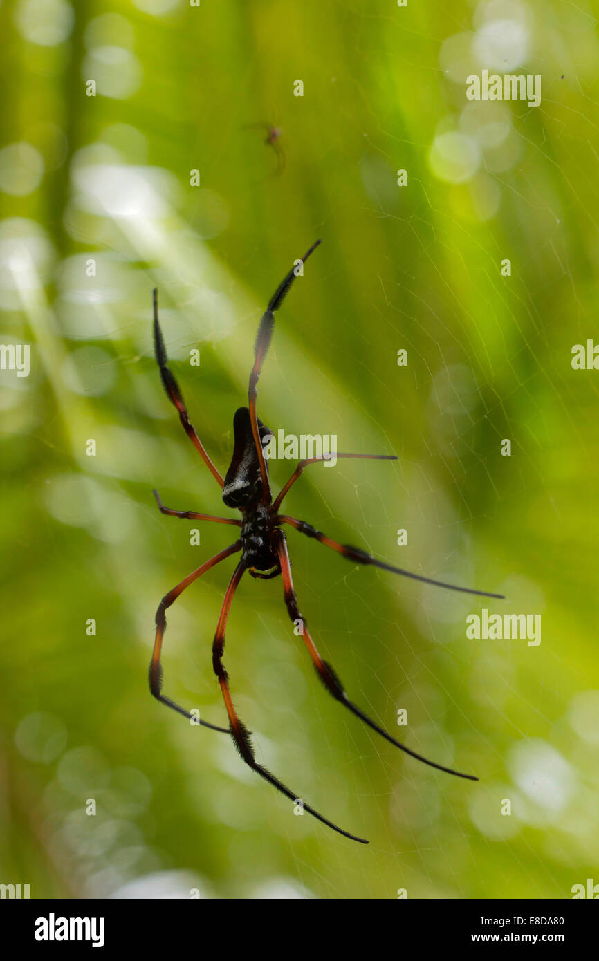 Red-legged Globe Doré-Spider web (Nephila inaurata), Baie Sainte Anne, Seychelles Banque D'Images