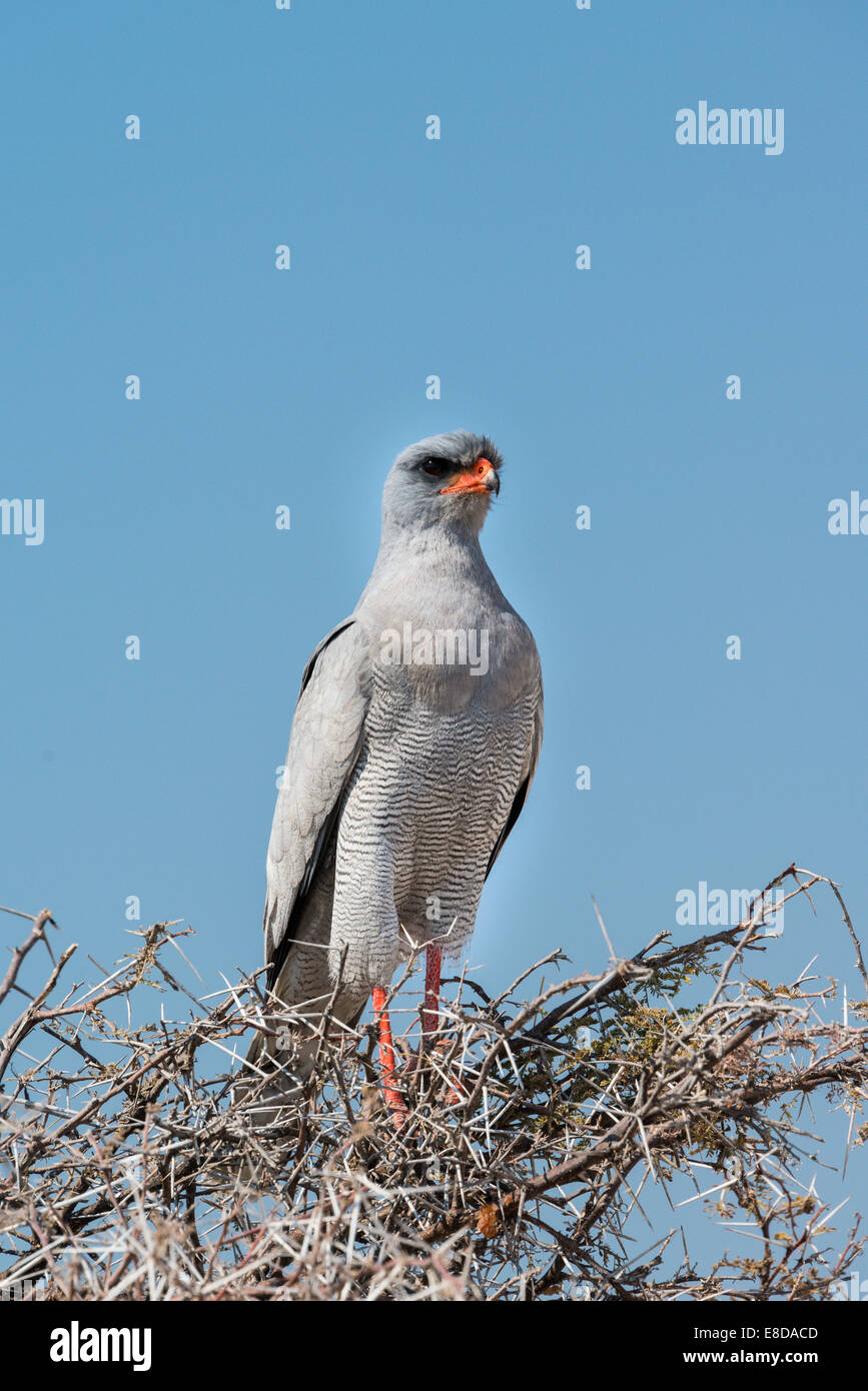 Le Chant de l'Autour des palombes (Melierax poliopterus) assis dans acacia sec, Etosha National Park, Namibie Banque D'Images