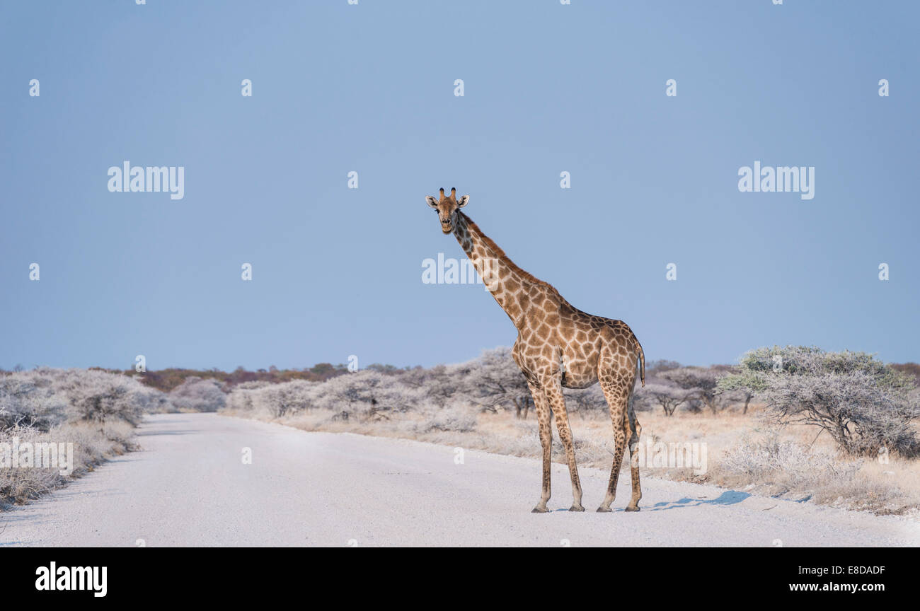 Girafe (Giraffa camelopardis) marcher dans la rue, Etosha National Park, Namibie Banque D'Images