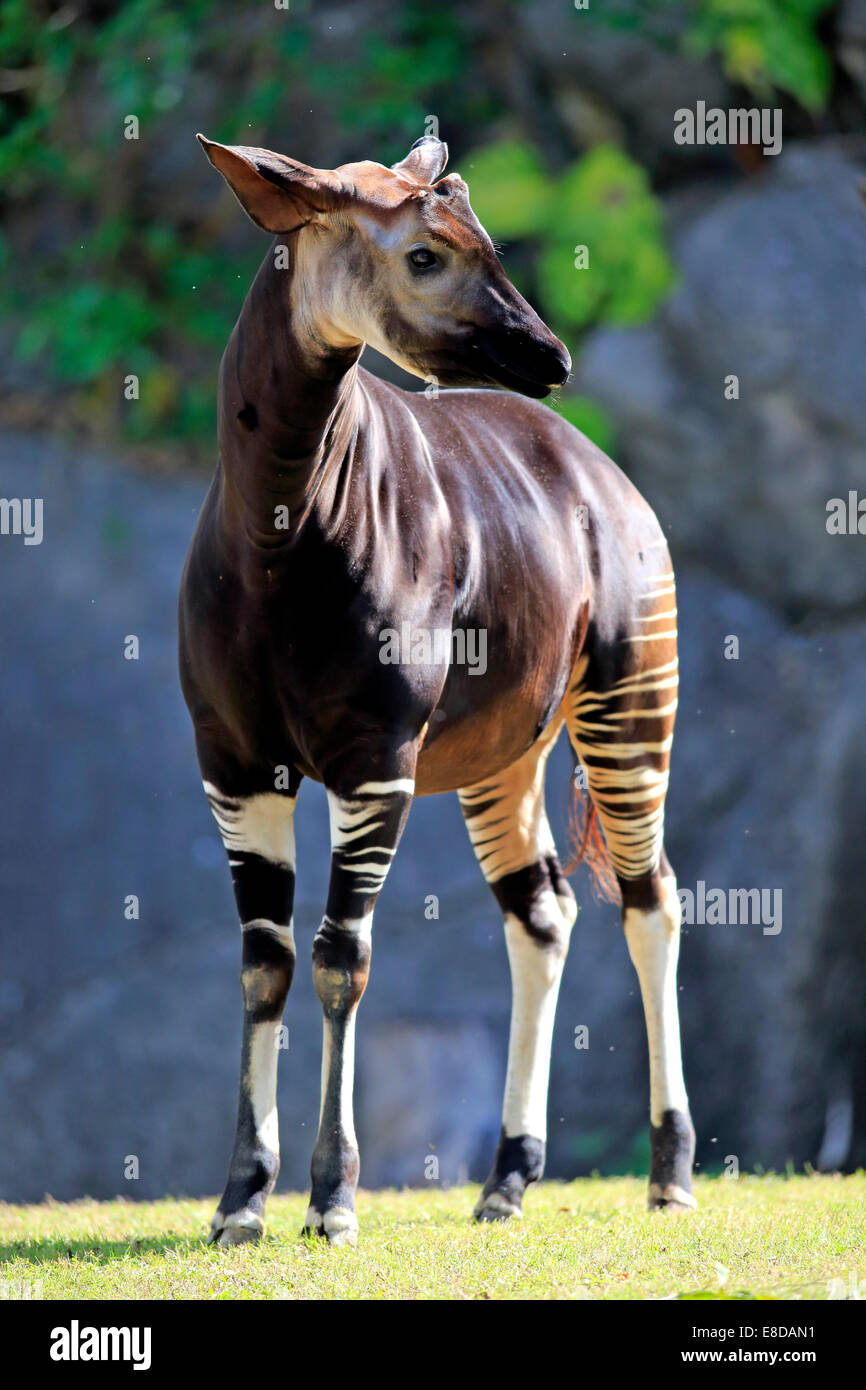 L'Okapi (Okapia johnstoni), adulte, captive, Miami, Floride, USA Banque D'Images