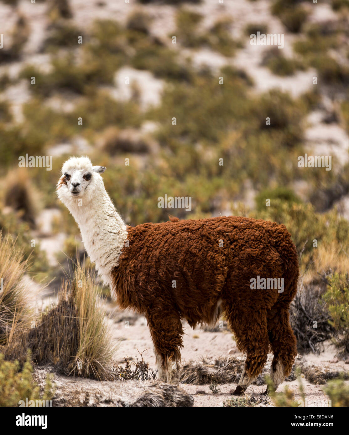 Alpaca (Vicugna pacos), Désert d'Atacama, l'Altiplano, hauts plateaux, Bolivie Banque D'Images