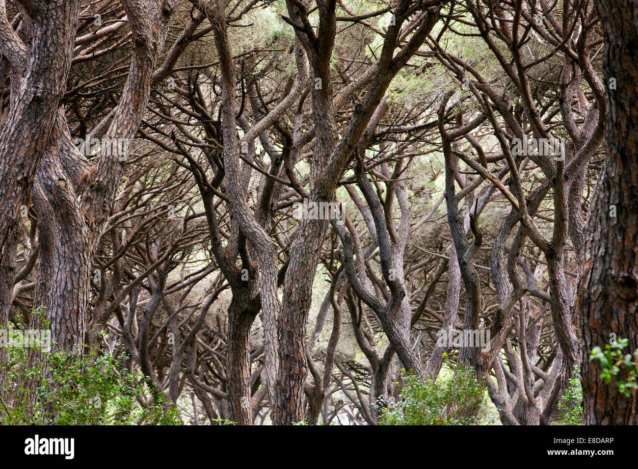 Forêt de pins près de Castiglione della Pescaia, Province de Grosseto, Toscane, Italie Banque D'Images