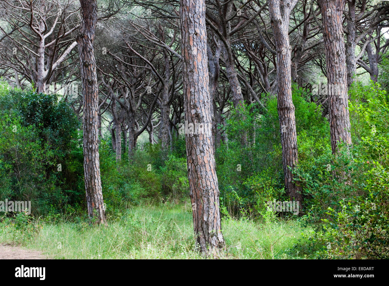 Forêt de pins près de Castiglione della Pescaia, Province de Grosseto, Toscane, Italie Banque D'Images