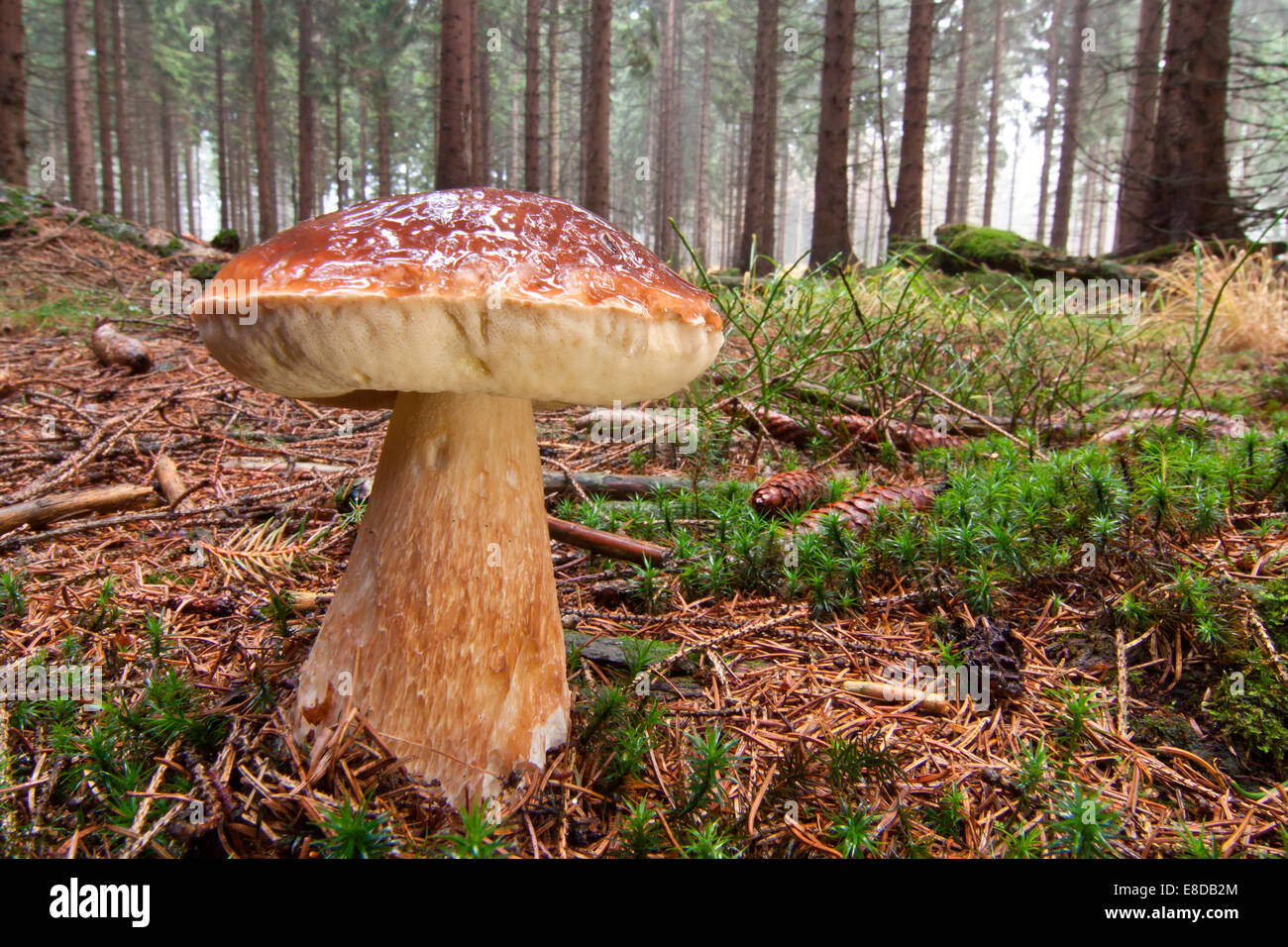 Cep ou Cèpes (Boletus edulis) poussant dans une forêt, au nord de la Hesse, Hesse, Allemagne Banque D'Images