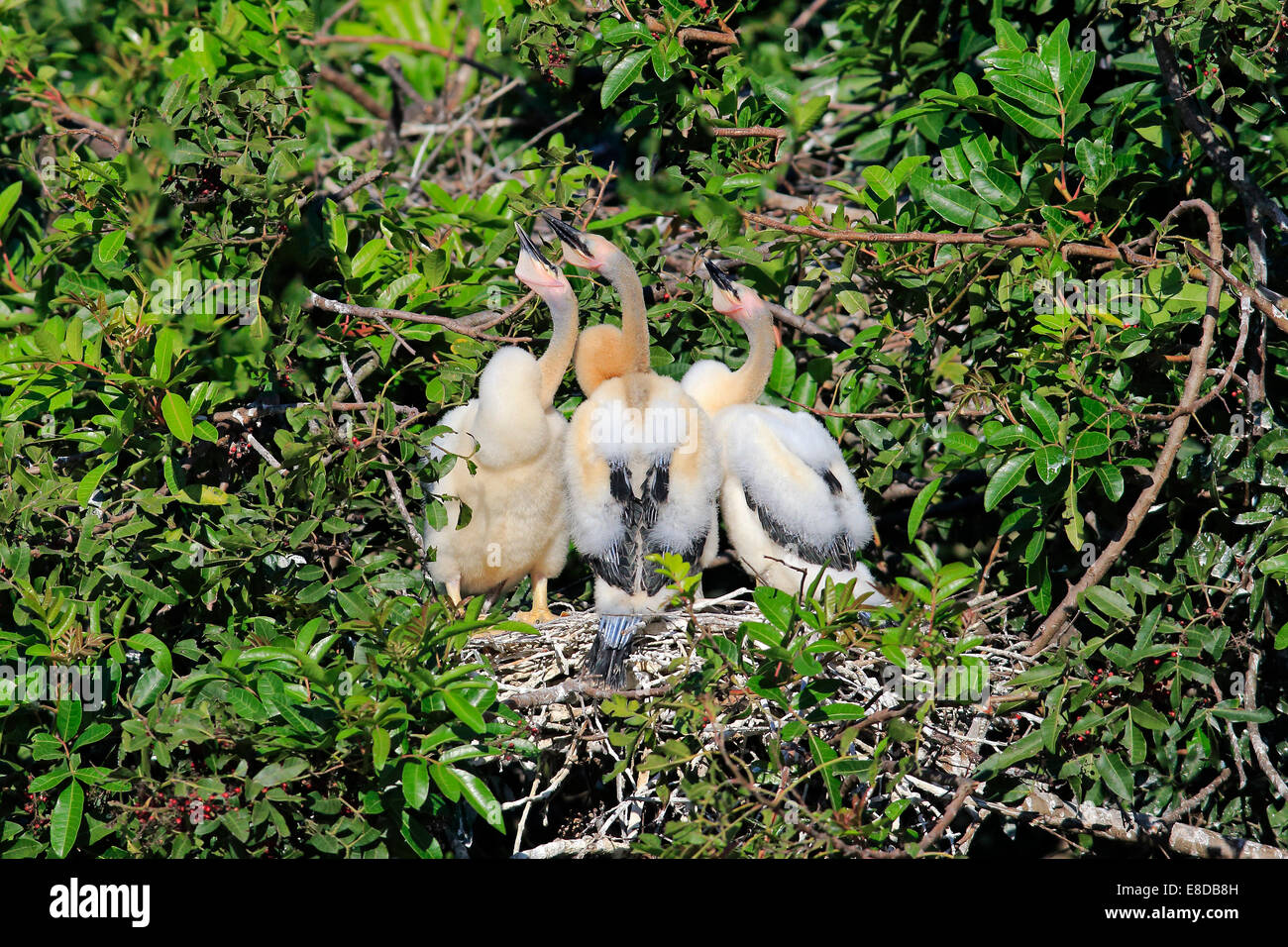 Les dards de l'Amérique (Anhinga anhinga), les jeunes oiseaux dans un nid dans un arbre, Wakodahatchee Wetlands, Delray Beach, Florida, USA Banque D'Images