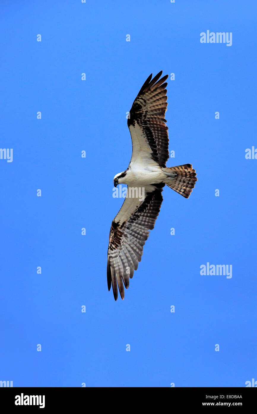 Balbuzard pêcheur (Pandion haliaetus carolinensis), voler, Sanibel Island, Floride, USA Banque D'Images