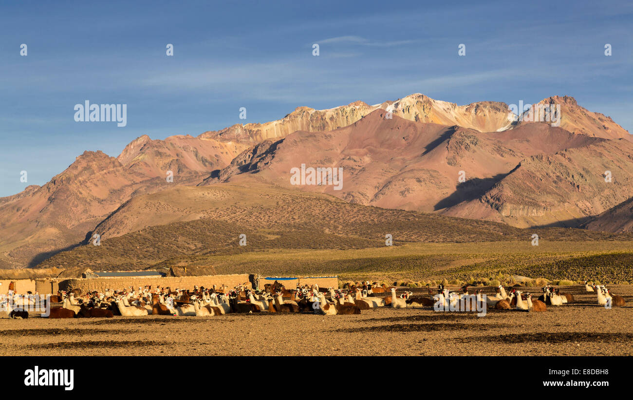 Les lamas (Lama glama), le parc national de Sajama Altiplano, Highlands, Bolivie Banque D'Images