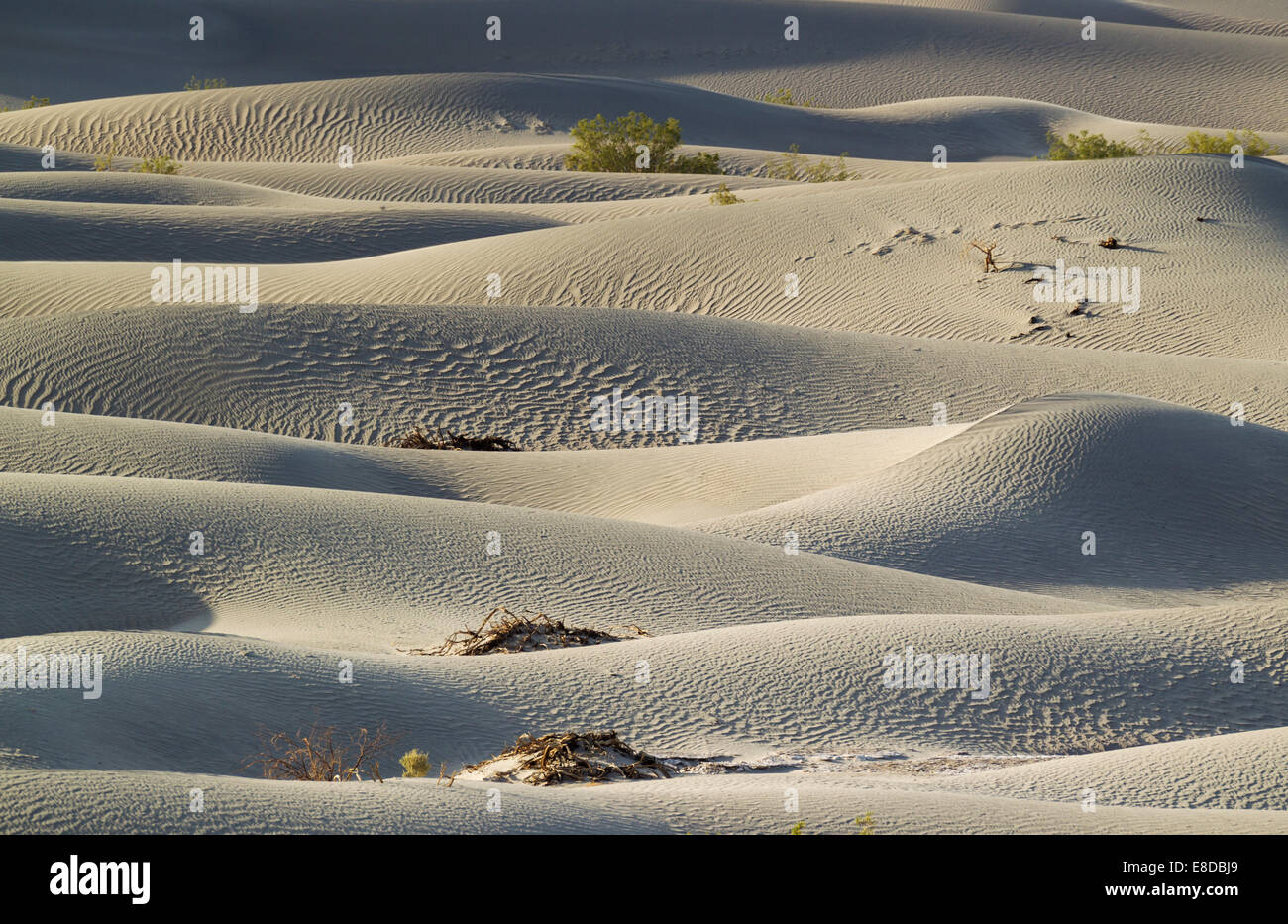 Les Mesquites Miel (Prosopis glandulosa torreyana) sur la télévision Mesquite Sand Dunes tôt le matin, la vallée de la mort Banque D'Images