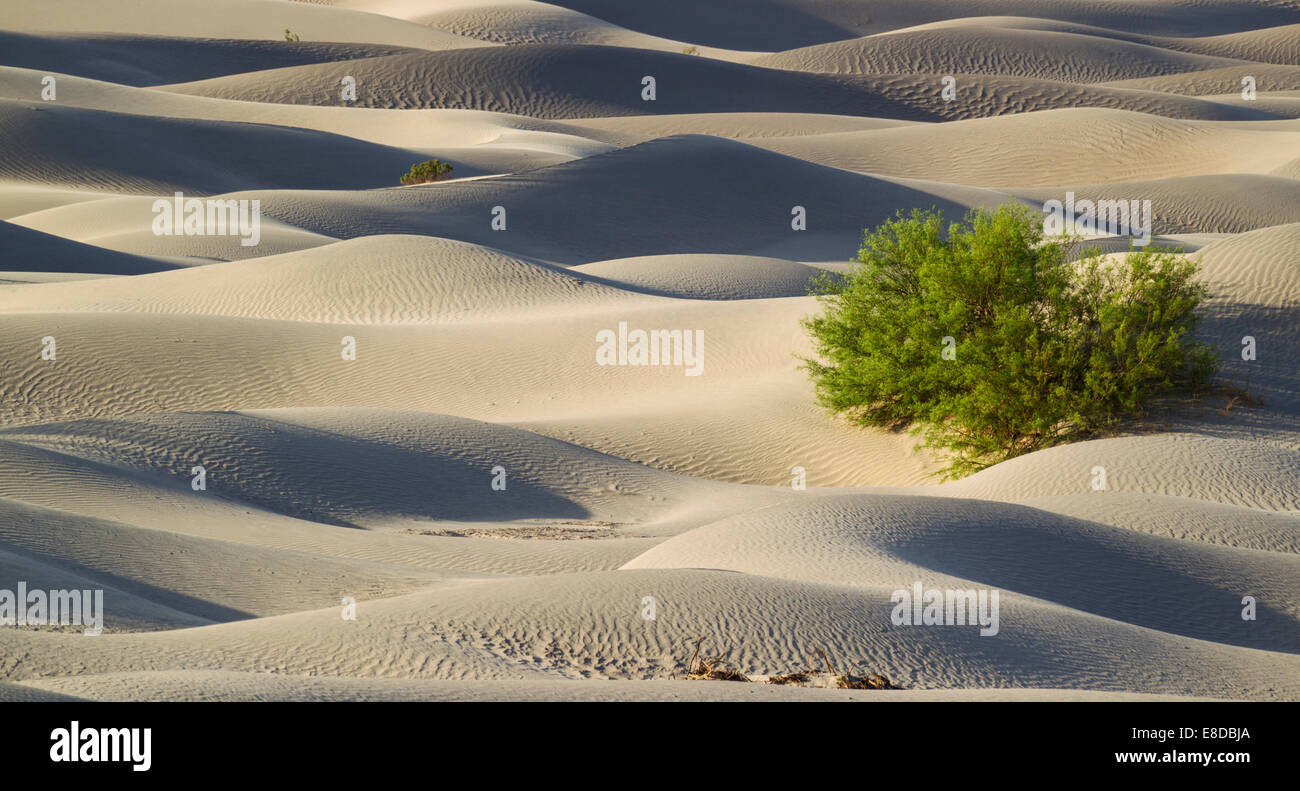 Le miel d'arbres mesquite (Prosopis glandulosa torreyana) sur la télévision Mesquite Sand Dunes tôt le matin, la vallée de la mort Banque D'Images