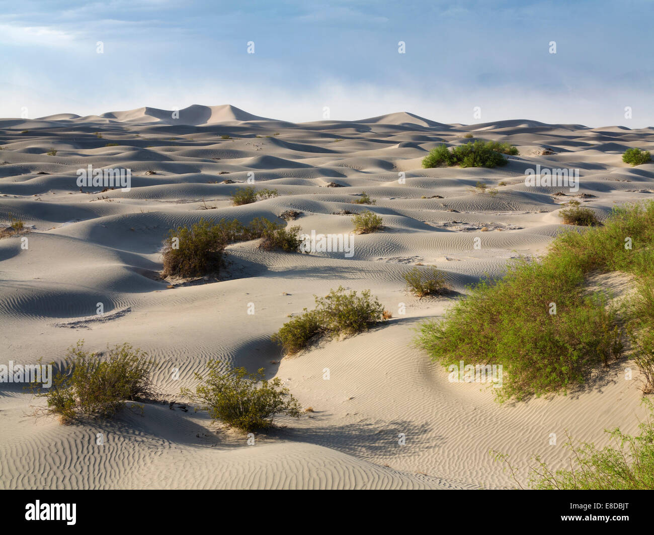 Les Mesquites Miel jeunes dispersés (Prosopis glandulosa torreyana) sur la télévision Mesquite Sand Dunes tôt le matin Banque D'Images