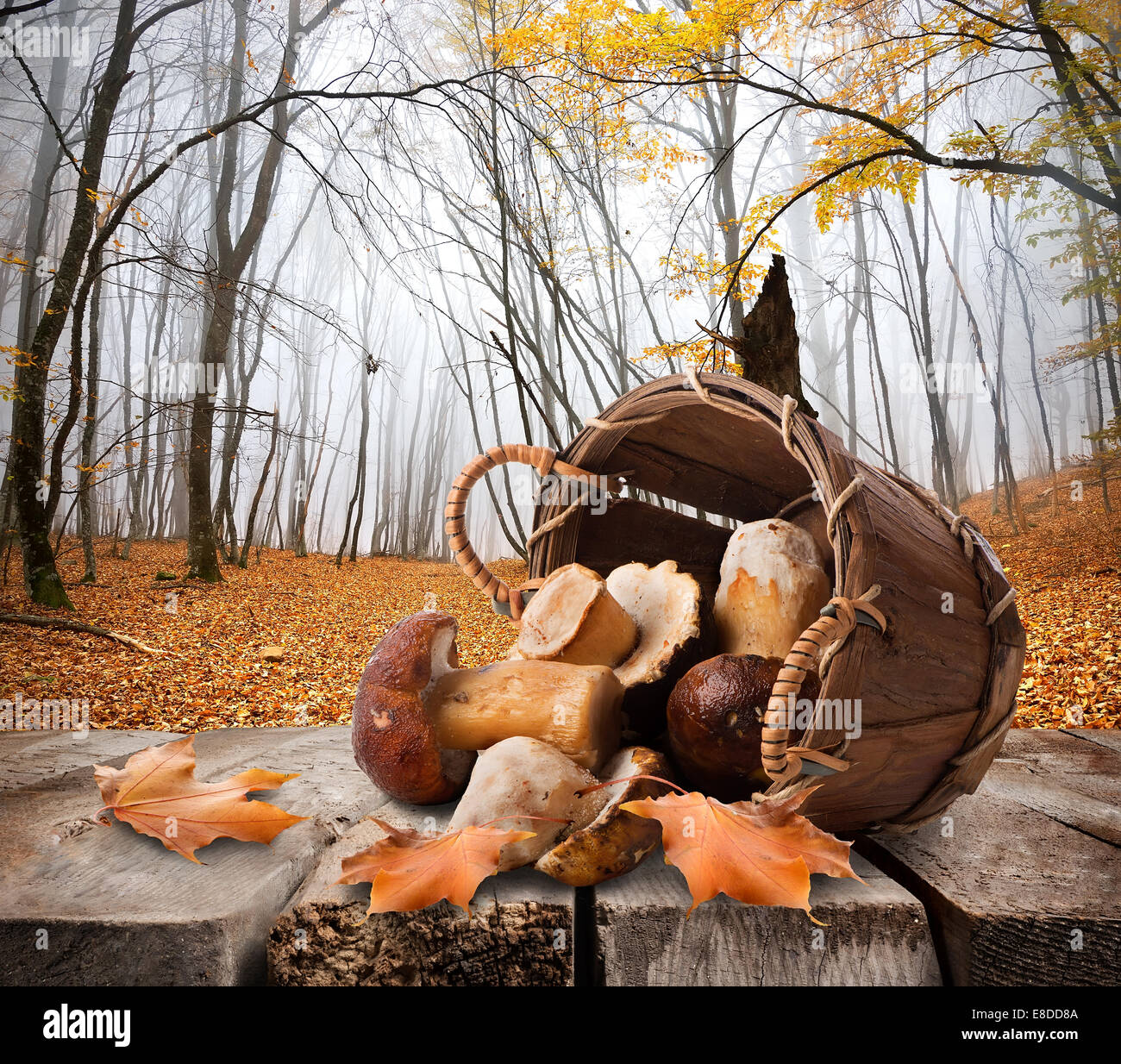 Les champignons dans un panier et forêt d'automne Banque D'Images