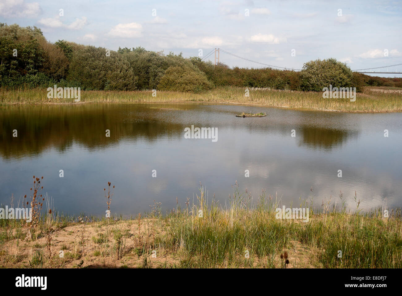 Loin de la réserve RSPB Ings, Lincolnshire, Septembre 2014 Banque D'Images