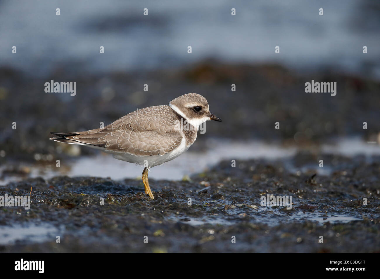 , Gravelot Charadrius hiaticula, jeune oiseau sur estuaire boueux, au nord du Pays de Galles, Septembre 2014 Banque D'Images