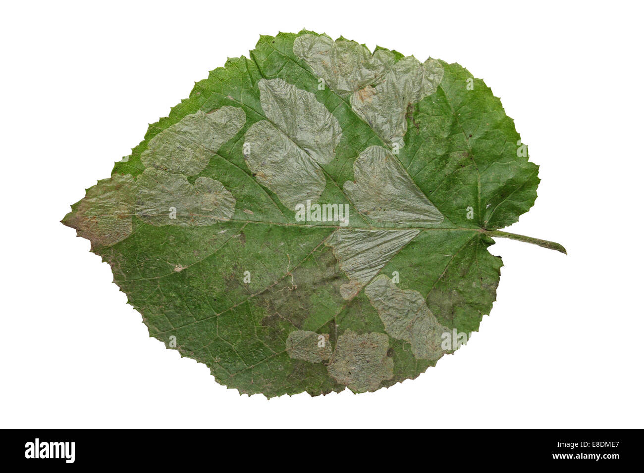 Leaf Mines sur Hazel Corylus avellana quitte causé par l'écrou papillon de Phyllonorycter coryli Blister Feuilles Banque D'Images